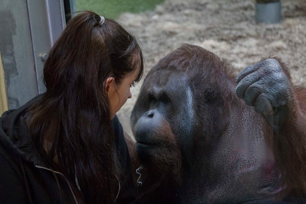 Orangutan Ramon a Hollie