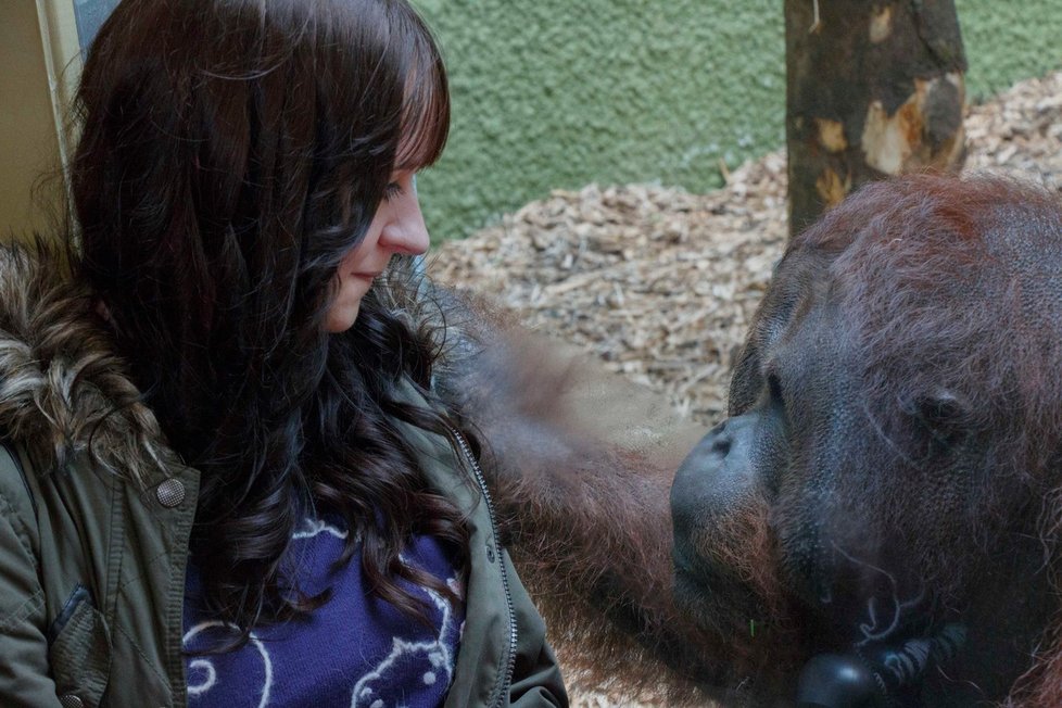 Orangutan Ramon a Hollie