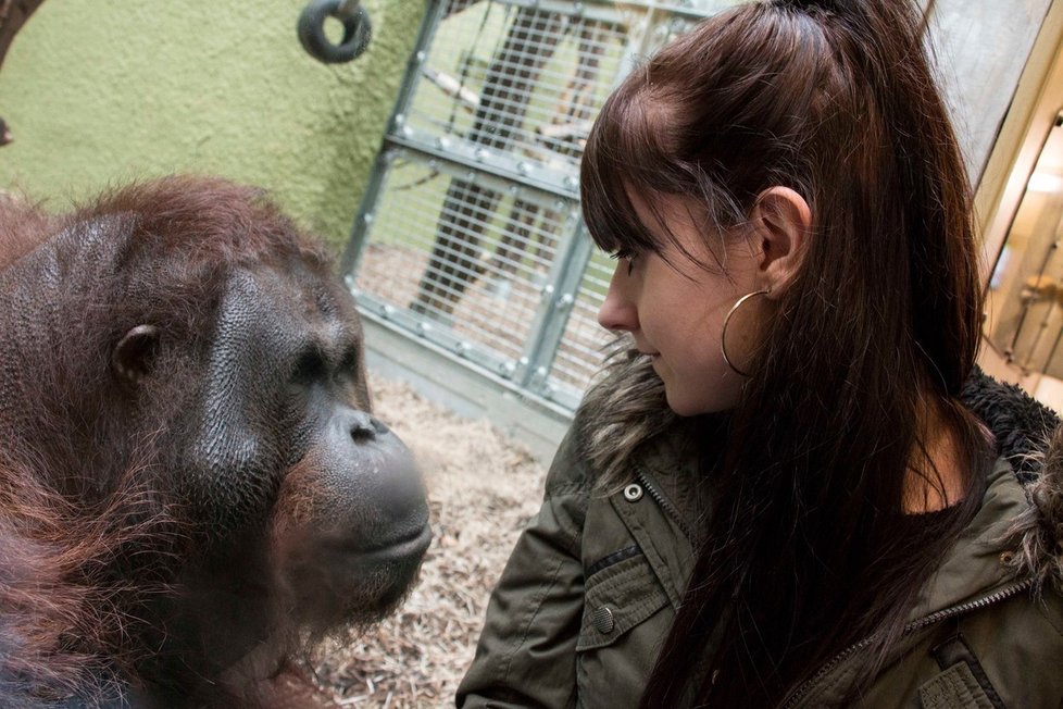 Orangutan Ramon a Hollie