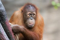 Pražská zoo v slzách: Uhynul orangutánek Kawi, utopil se