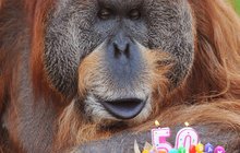 Nejstarší orangutan: Už je mu 50!