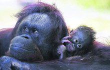 Veterináři vědí, proč umřelo mládě vzácného orangutana: Krvácel do mozku!