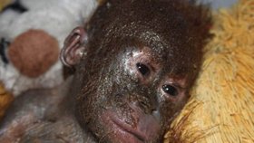 Malý orangutánek Gito byl nalezen v Borneu na pokraji smrti v močí prosáklé kartonové krabici. Nyní je v péči odborníků.