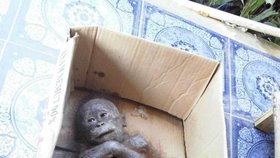 Malý orangutánek Gito byl nalezen v Borneu na pokraji smrti v močí prosáklé kartonové krabici. Nyní je v péči odborníků.