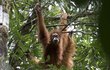 Orangutan tapanulijský je prvním nově objeveným druhem lidoopa za posledních 90 let, předtím to byl šimpanz bonobo.