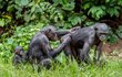 Roku 1928 publikoval Ernst Schwarz objev šimpanze bonobo, který se od šimpanze učenlivého liší vzpřímenou chůzí, matriarchátem a významnou rolí pohlavního styku v jejich společnosti.