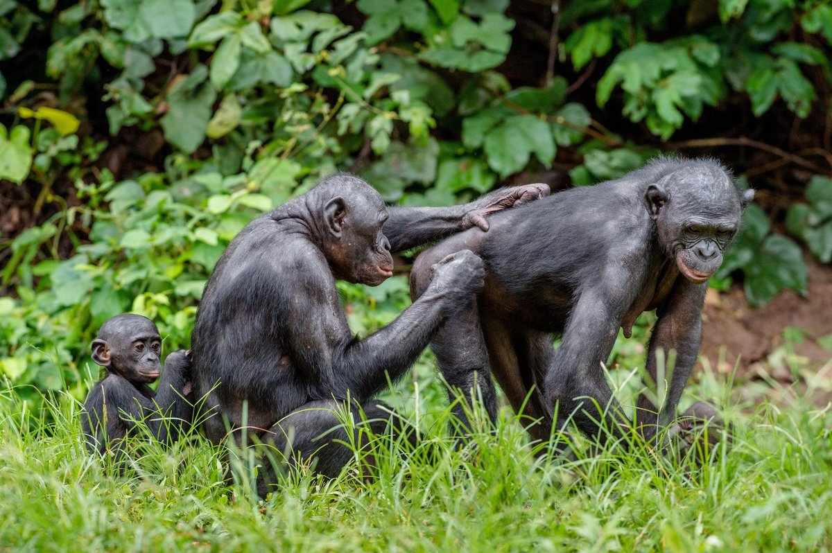 Roku 1928 publikoval Ernst Schwarz objev šimpanze bonobo, který se od šimpanze učenlivého liší vzpřímenou chůzí, matriarchátem a významnou rolí pohlavního styku v jejich společnosti.