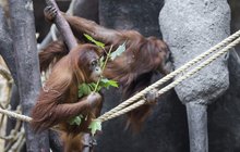 Termitiště pro orangutany: Sladký hlavolam rozluštila Diri 