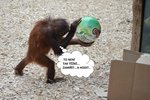 Orangutanice si zamilovala míč