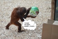 Dojatá orangutánka: Takhle si zamilovala narozeninový míč!