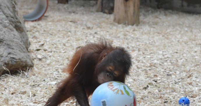 Jééé, já dostala i balon....