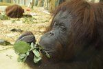 V rakouské zoo zemřela orangutanka Nonja, první opice na světě s vlastním účtem na facebooku