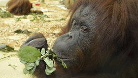 V rakouské zoo zemřela orangutanka Nonja, první opice na světě s vlastním účtem na facebooku