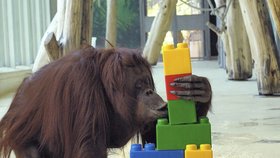 V rakouské zoo zemřela orangutanka Nonja, první opice na světě s vlastním účtem na facebooku