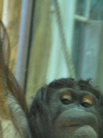 Nonja měla ve své ubikaci fotoaparát, kterým byla schopná fotit své opičí kolegy a dokonce vlastní selfie