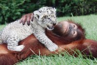 Orangutan se něžně stará o opuštěná lvíčata