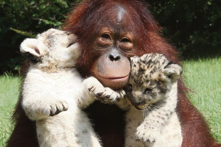 Orangutan Hanama si vzal měsíc stará lvíčata Skukuzu a Simha do péče