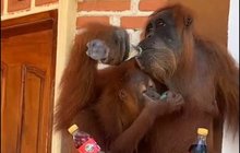 Orangutaní zlodějka: Umyla si ruce a... Vybrala lednici