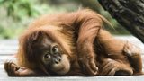 Dárky pro orangutany a fotografie z Mongolska: Zoo Praha láká na pestrý víkend