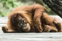 Dárky pro orangutany a fotografie z Mongolska: Zoo Praha láká na pestrý víkend