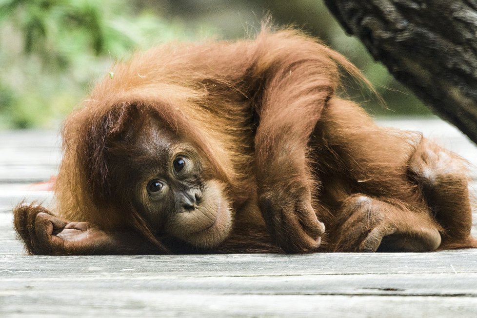 V sobotu Zoo Praha oslaví Mezinárodní den orangutanů.