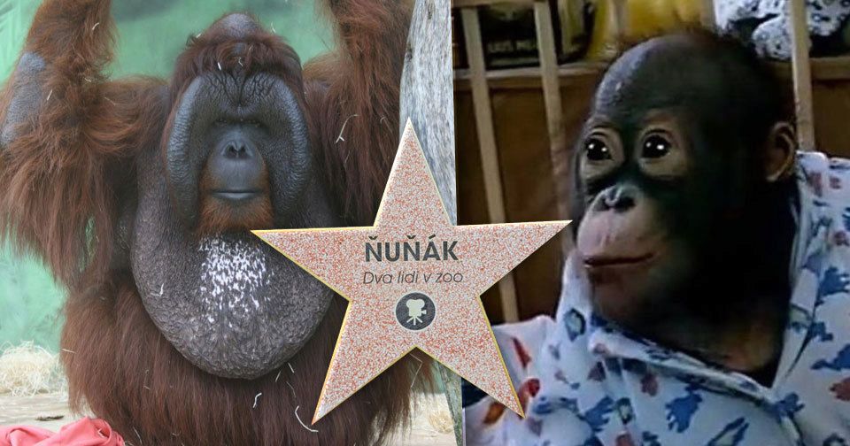 Hvězda filmu Dva lidi v ZOO, orangutan Ňuňák, musel být utracen.