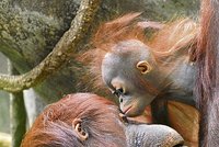 Orangutaní láska: Tu máš pusu, mami!