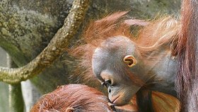 Malá orangutaní slečna pusinkuje svou maminku