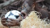 Orangutan měl 7.narozeniny. Dostal triko a mičudu
