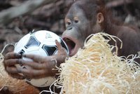 Orangutan měl 7.narozeniny. Dostal triko a mičudu