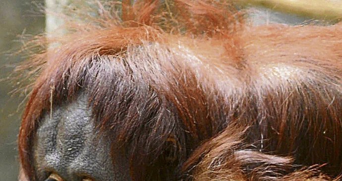 Malá orangutaní slečna pusinkuje svou maminku