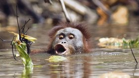 Kvůli obživě orangutan potlačil strach ze zubatých tlam krokodýlů a skočil do řeky
