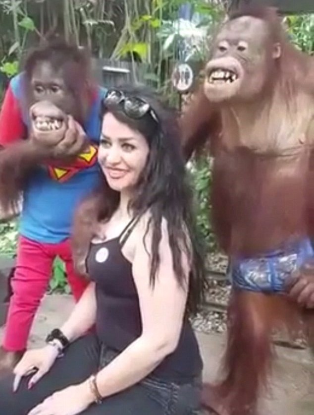 Tito orangutani jsou pořádní nemravové.