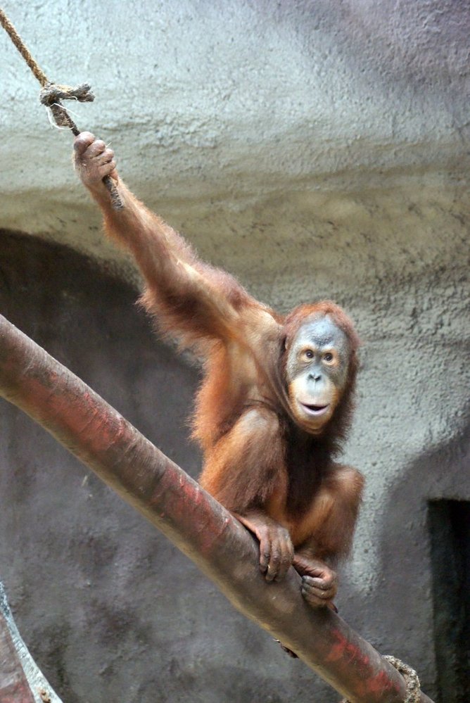 Orangutan Pagy