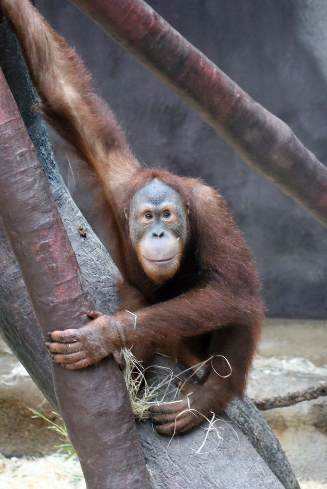 Orangutan Pagy