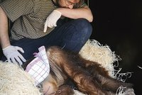 Ošetřovatelé řešili převoz orangutanů na Slovensko