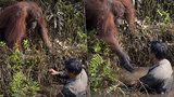Pomůžu ti, kamaráde! Dojemné foto orangutana: Podává ruku muži, který ho chrání před hady