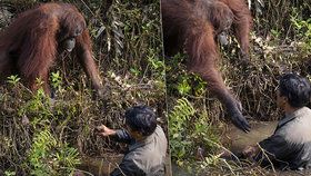 Orangutana se podařilo na Borneu vyfotit, jak chce pomoci muži, který ho chránil před hady.