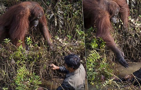 Pomůžu ti, kamaráde! Dojemné foto orangutana: Podává ruku muži, který ho chrání před hady