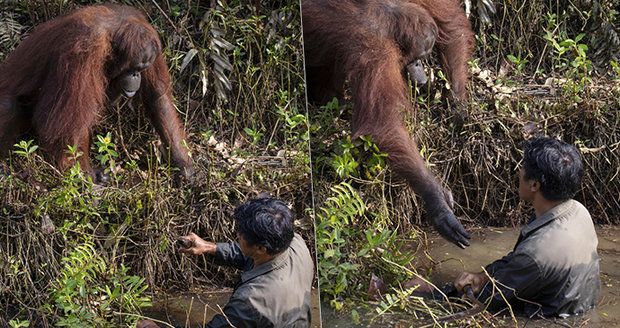 Pomůžu ti, kamaráde! Dojemné foto orangutana: Podává ruku muži, který ho chrání před hady