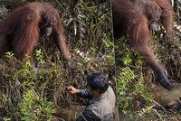 Pomůžu ti, kamaráde! Dojemné foto orangutana: Podává ruku muži, který ho chrání před hady