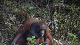 Orangutan nejdřív sledoval, co to muž dělá.