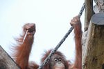 Orangutanka Satu si podivný předmět dlouho prohlížela. 
