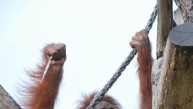 Orangutanka Satu si podivný předmět dlouho prohlížela. 