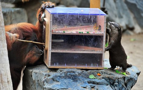 Orangutan se snaží laskominy posunout...