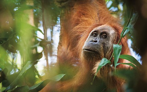 Počet jedinců orangutana tapanulijského je odhadován na 800.