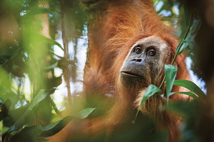 Orangutan tanapulský