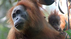 Nový druh orangutana: Ohrožený objev 