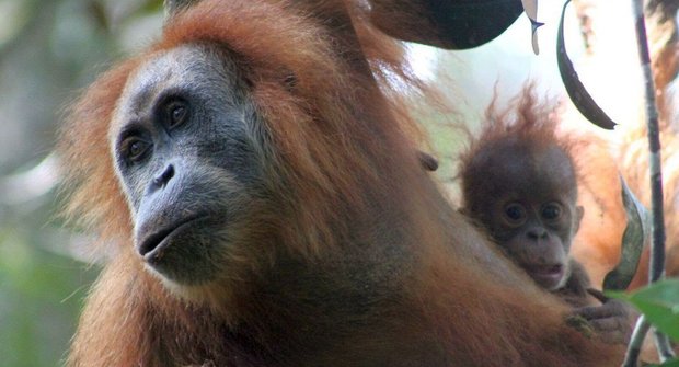 Nový druh orangutana: Ohrožený objev