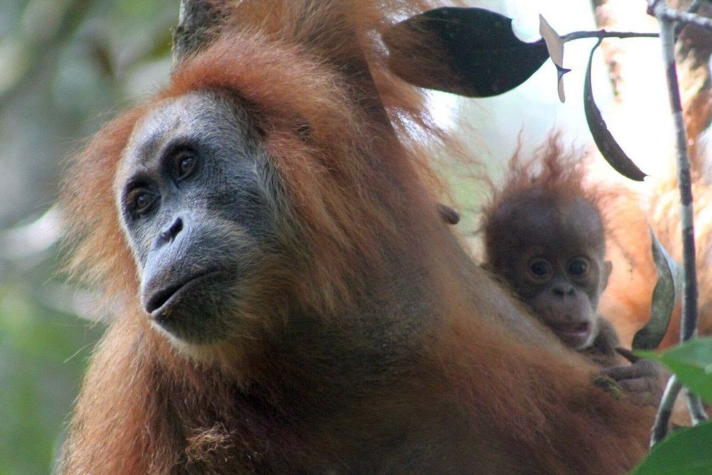 Orangutan tapanulský se hned po svém objevení zařadil mezi kriticky ohrožené druhy, které může vyhubit i nepatrná změna prostředí nebo třeba infekční nákaza